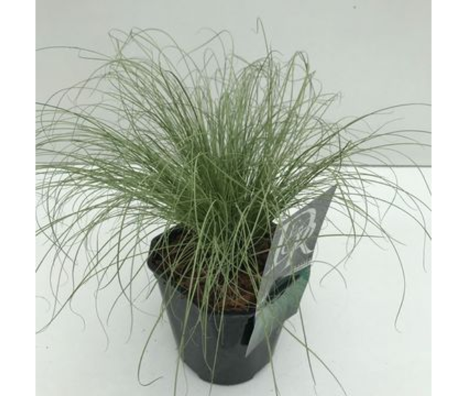 CAREX FROSTED CURLS