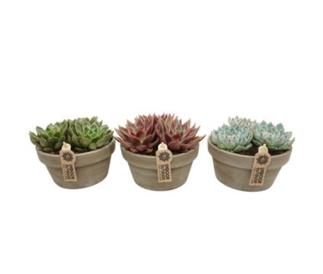 SUCCULENTE X3 COUPE TERRE