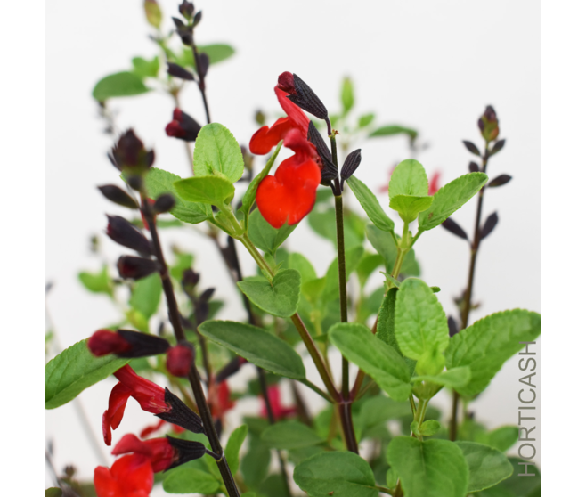 SAUGE MICROPHYLLA ROYAL BUMBLE