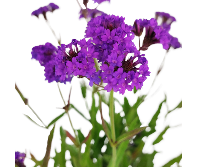 VERVEINE VENOSA