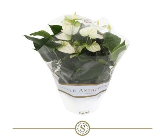 ANTHURIUM ANDREANUM BLANC