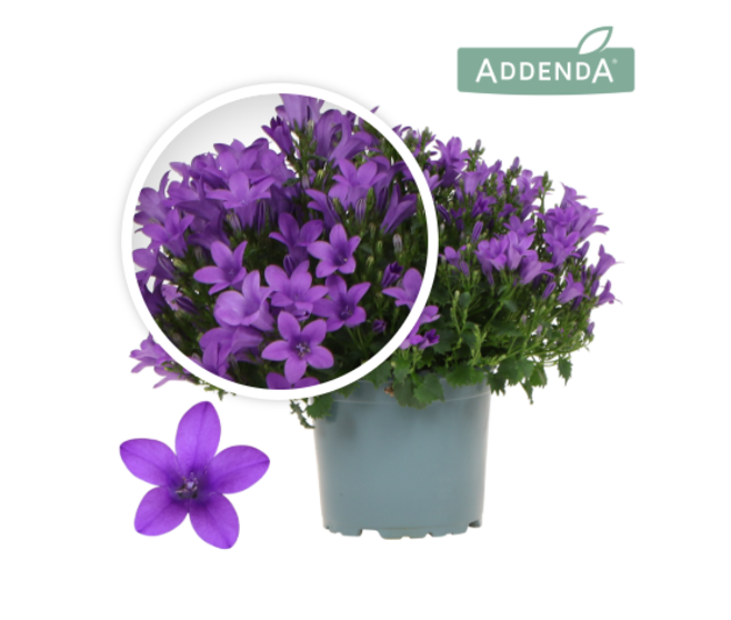 CAMPANULE INTENSE PURPLE