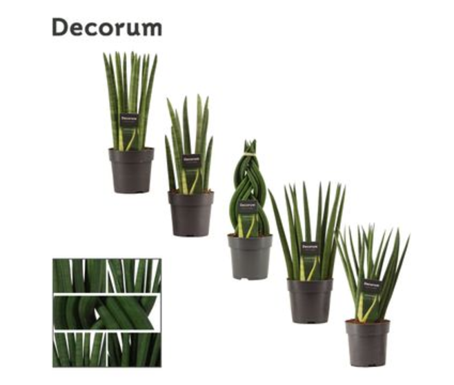 SANSEVIERIA CYLINDRICA VARIES