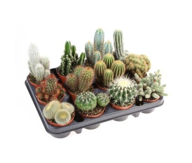 CACTUS VARIES