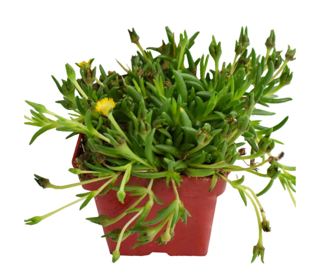 DELOSPERMA JEWEL OF DESERT GARNET