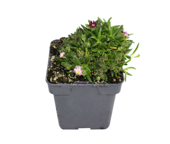 DELOSPERMA JEWEL OF DESERT AMETHYST