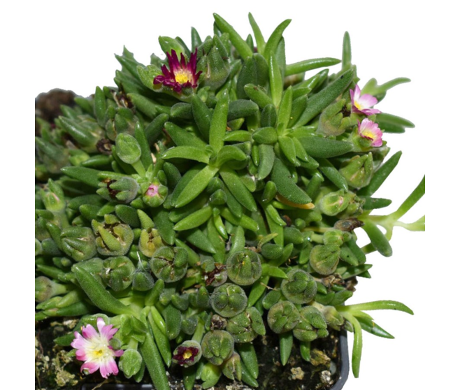 DELOSPERMA JEWEL OF DESERT AMETHYST