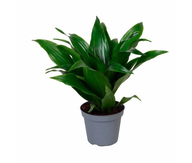 DRACAENA JANET CRAIG