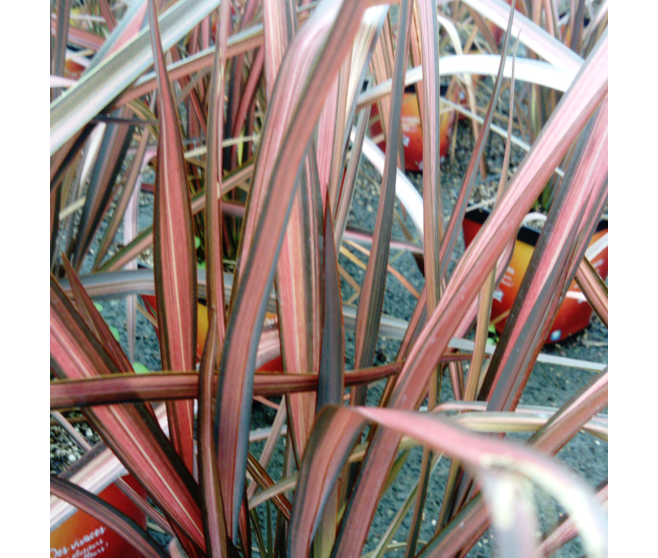 PHORMIUM TENAX EVENING GLOW