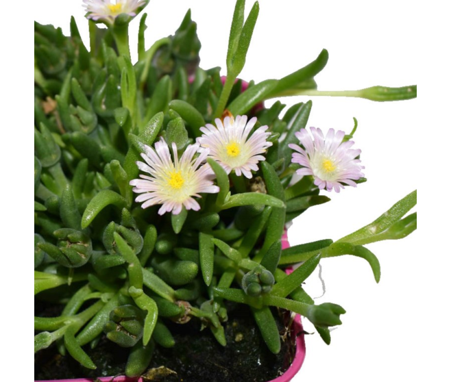 DELOSPERMA JEWEL OF DESERT ROSEQUARTZ