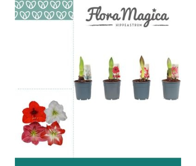 AMARYLLIS 1TIGE VARIEES
