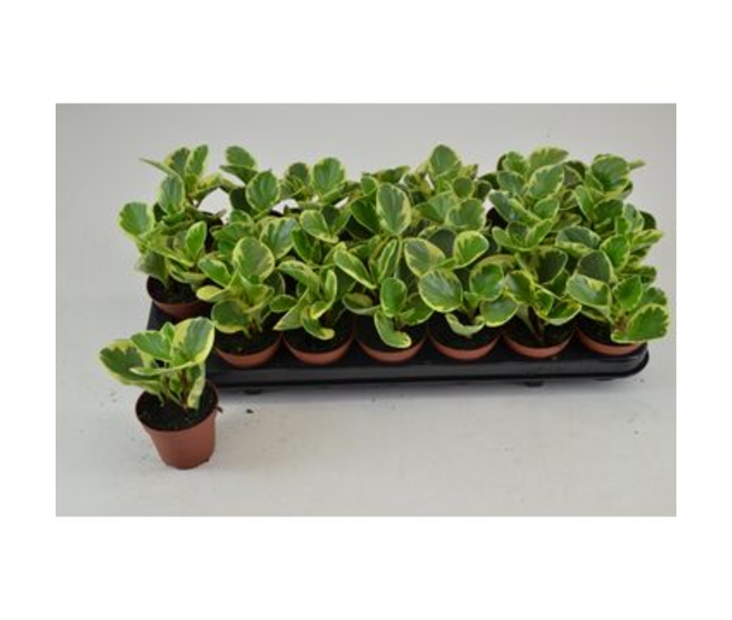 PEPEROMIA OBTUSIFOLIA VARIEGATA