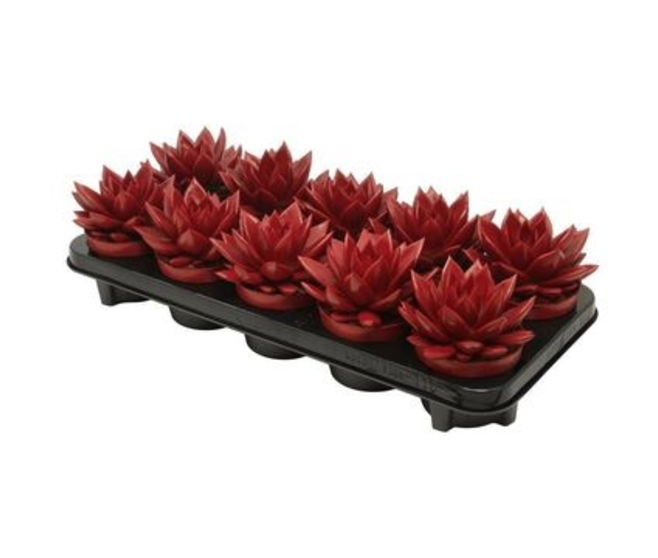 ECHEVERIA MIRANDA TEINTE ROUGE