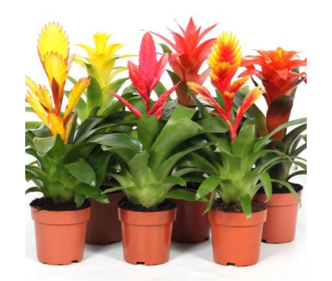 BROMELIACEE VARIES