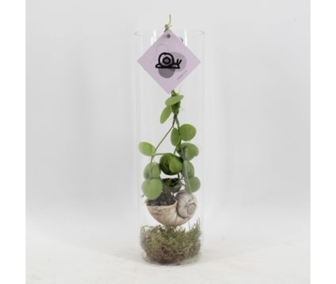 DISCHIDIA VERRE