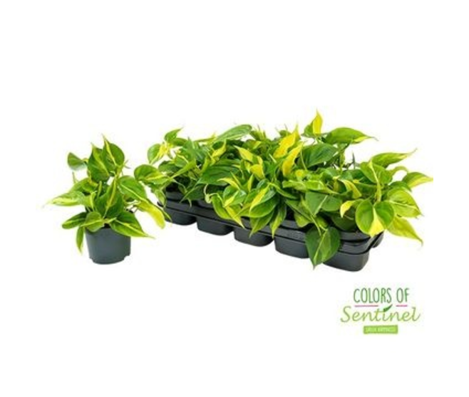 PHILODENDRON BRASIL