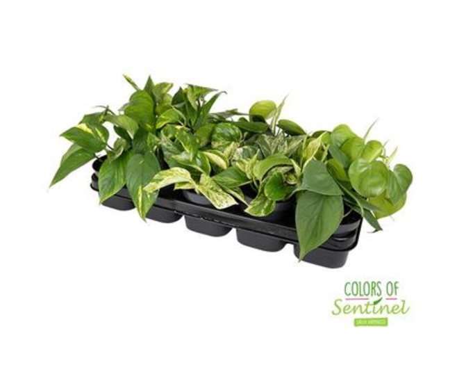 SCINDAPSUS