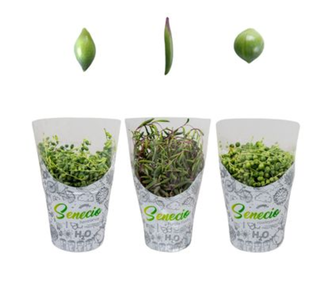 SENECIO VARIES