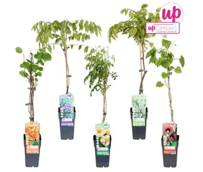 PLANTES GRIMPANTES VARIEES