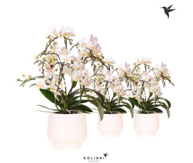 PHALAENOPSIS 4BR MF BLANC CERAM