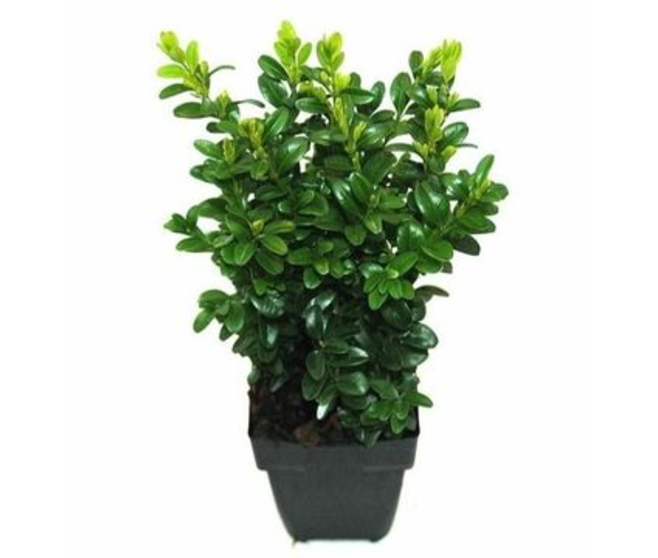 BUXUS SEMPERVIRENS