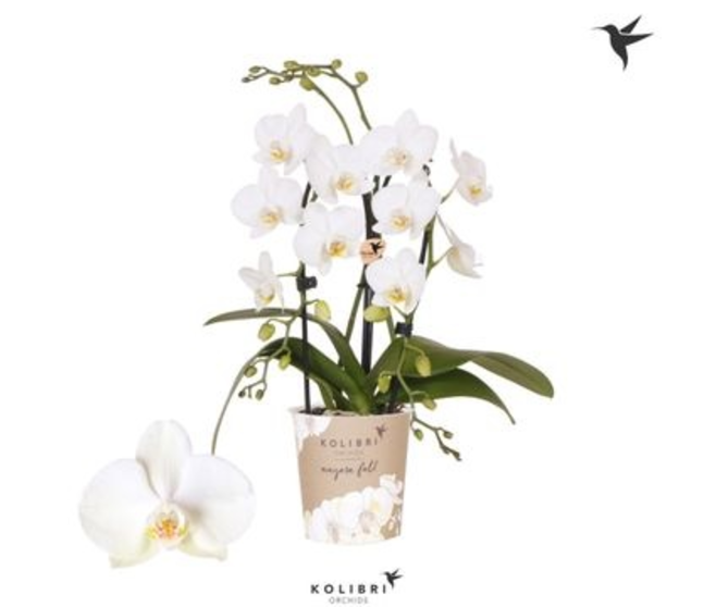 PHALAENOPSIS  BLANC 2BR CASCADE