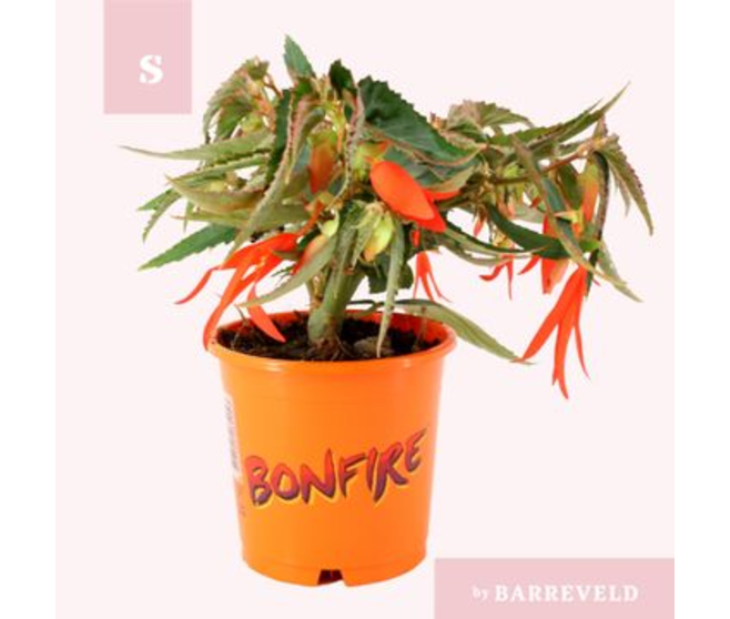 BEGONIA BONFIRE ORANGE