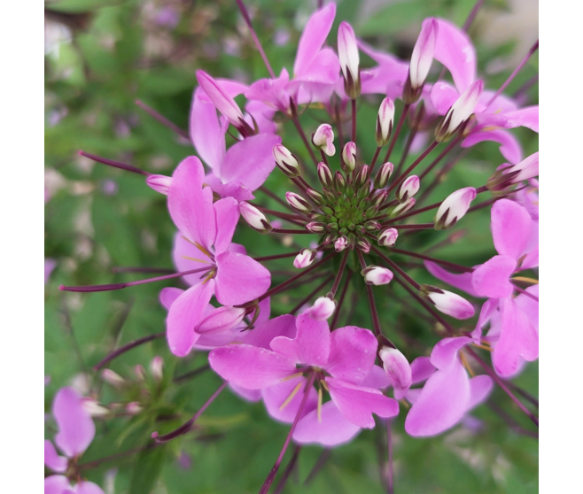 CLEOME VARIES