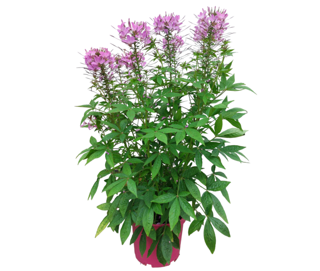 CLEOME VARIES