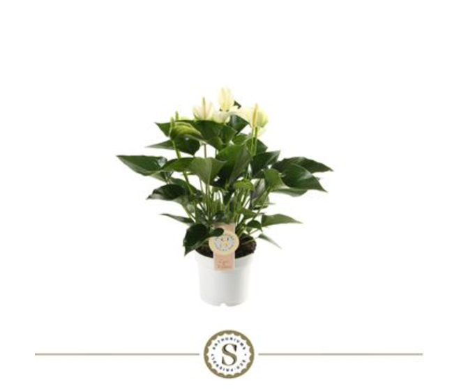 ANTHURIUM WHITE