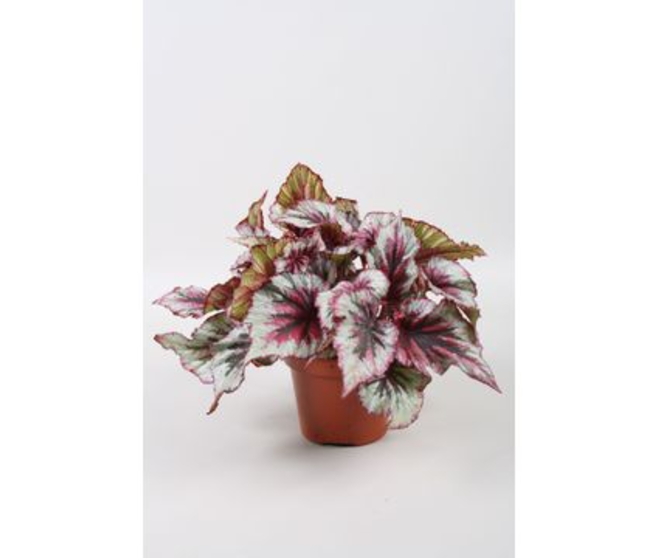 BEGONIA BELEAF EVENING GLOW