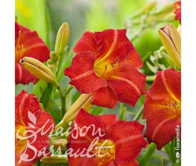 HEMEROCALLIS RED RUM