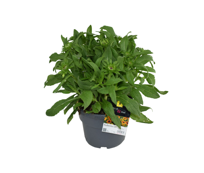 RUDBECKIA SUMMERINA ORANGE