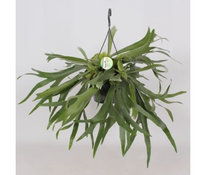 PLATYCERIUM BIFURCATUM SUSP