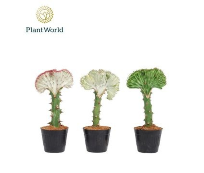 EUPHORBIA LACTEA