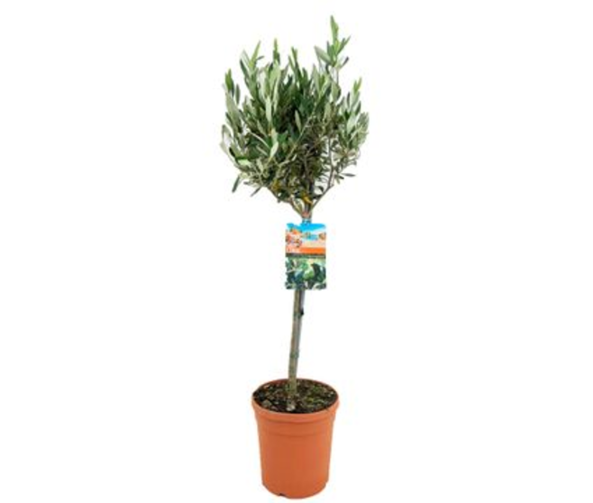 OLEA EUROPEA TIGE