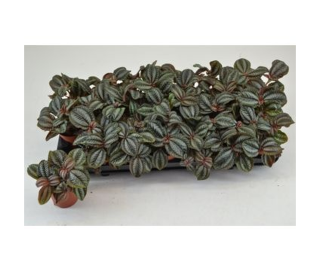 PILEA NORFOLK