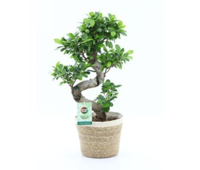 FICUS GINSENG VANNERIE