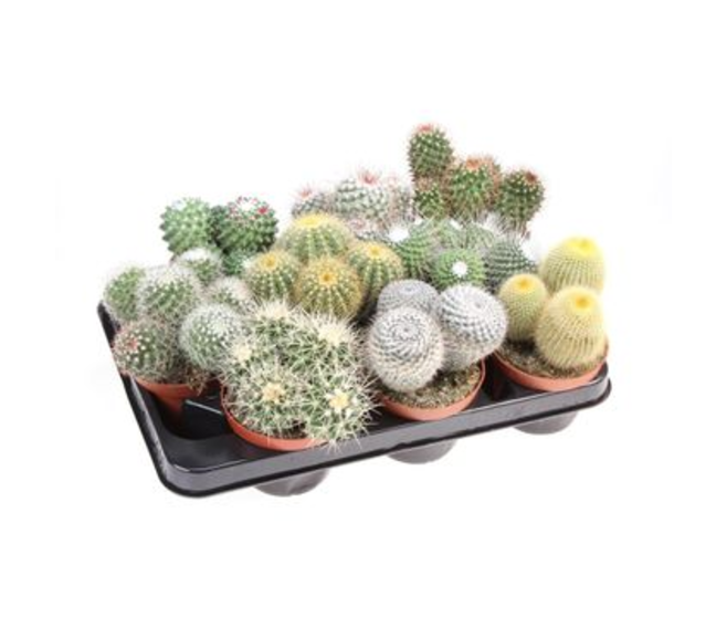 CACTUS BOULE VARIES
