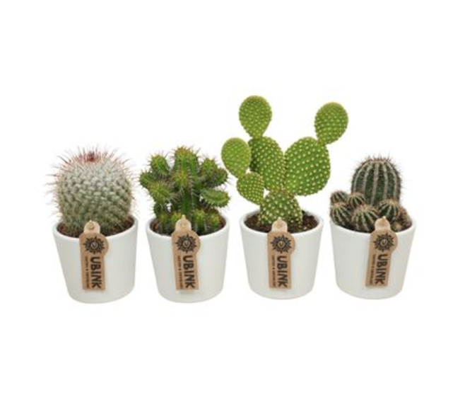 CACTUS VARIES CERAM BLANC