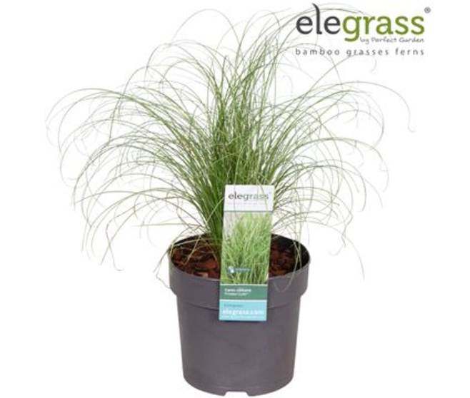 CAREX FROSTED CURLS