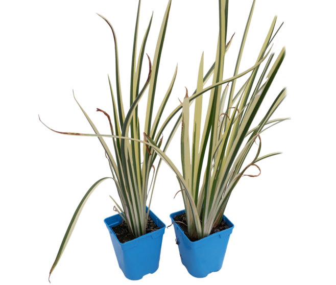 ACORUS CALAMUS VARIEGATUS