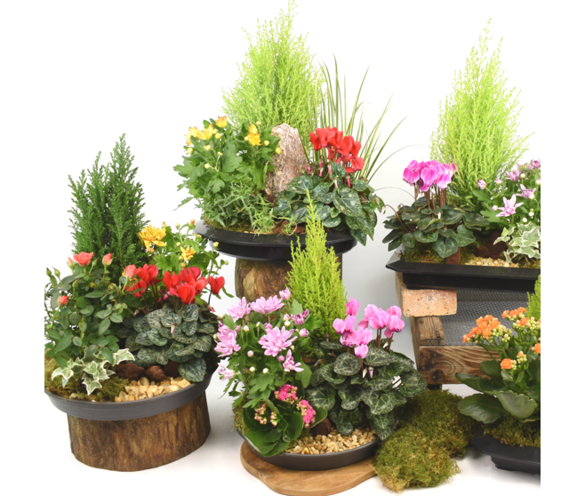 COUPE EXT GHYSLAIN NATURE