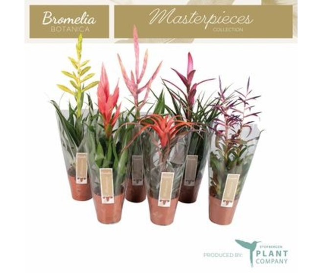 TILLANDSIA VARIE