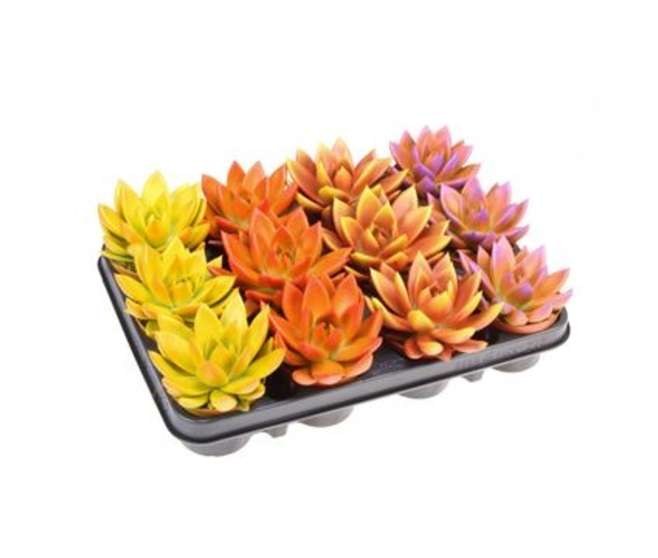 ECHEVERIA AGAVOIDES TEINTE VARIES