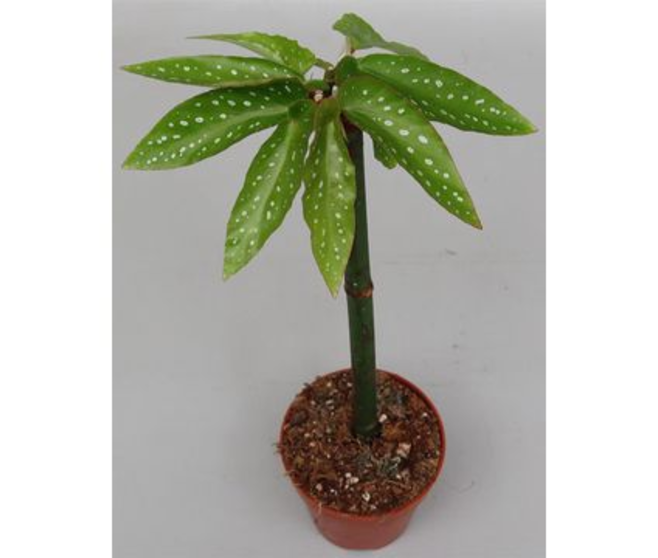 BEGONIA TAMAYA