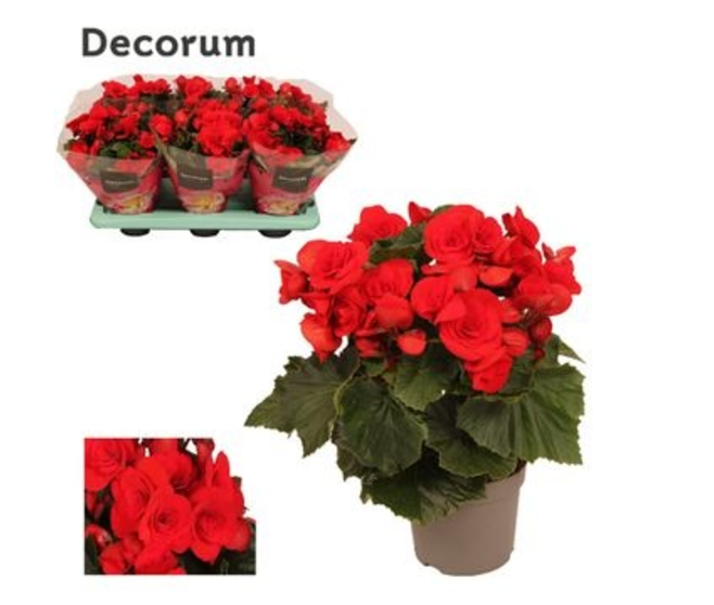 BEGONIA BALADIN ROUGE DECORUM