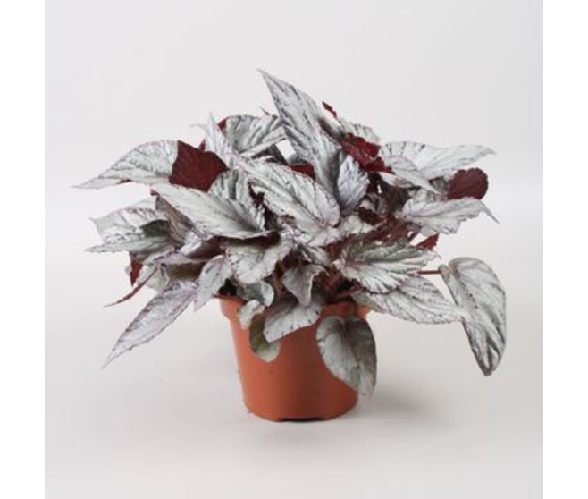 BEGONIA BELEAF ARCTIC BREEZE