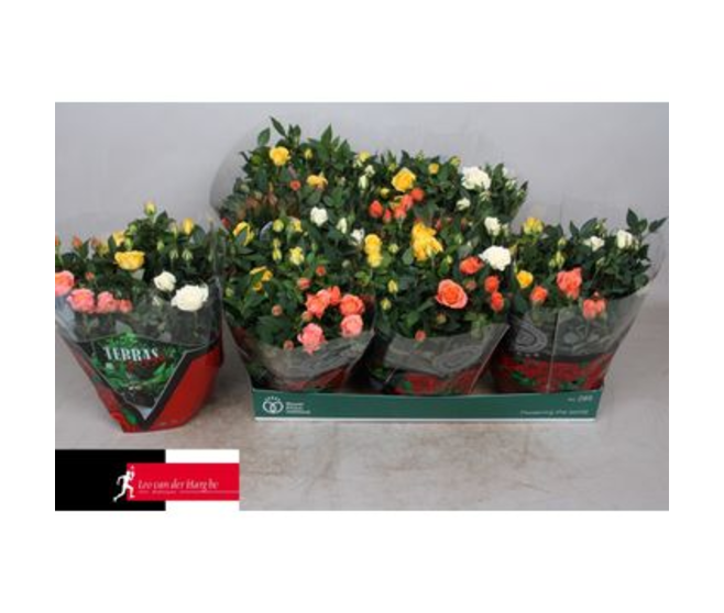ROSIER KORDANA 3COULEURS COUPE