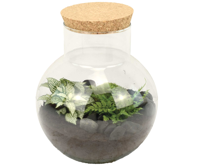 TERRARIUM ARCHELON 20